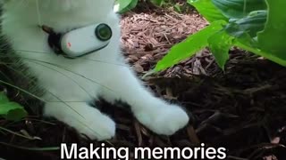 Cat POV is full of adventures