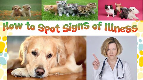 How to Spot Signs of Illness in Your Pet