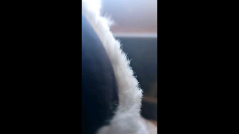 The Aaaahhhpocalypse brain storming for the last chapter.