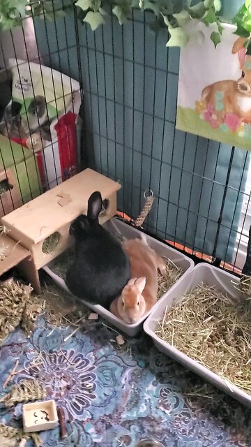 "Excuse me, I need some hay." 😆