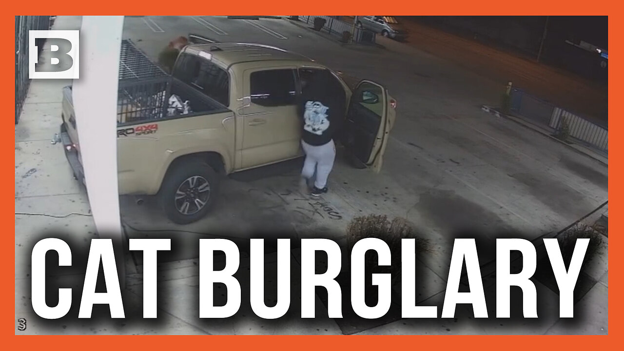 What Kind of Low-Life Crashes a Truck into a Building to Steal Someones Cat?!