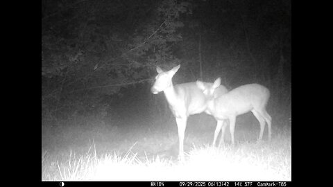 Deer Cam 09 29 2025 Deer In Fog Game Cam Trail Camera