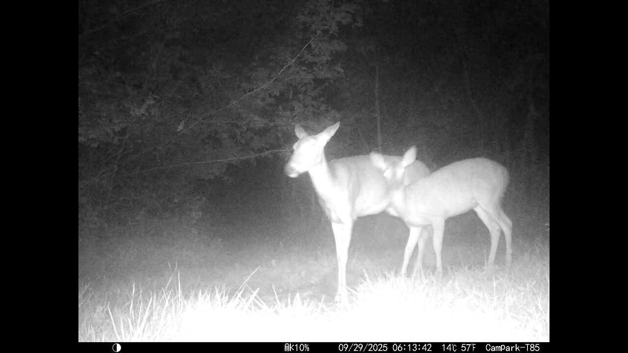 Deer Cam 09 29 2025 Deer In Fog Game Cam Trail Camera