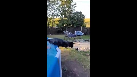 Water cats!