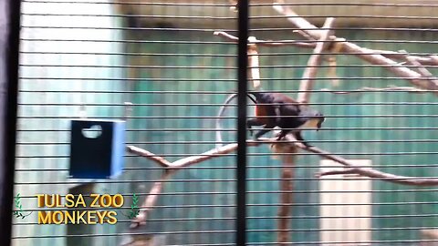 My visit to Monkeys at the Tulsa Zoo