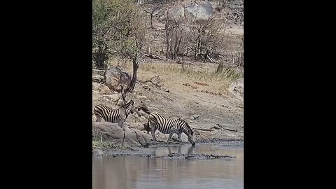 Watch this Zebra herd at a waterhole in Kruger National Park, South Africa