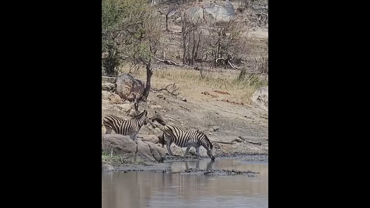 Watch this Zebra herd at a waterhole in Kruger National Park, South Africa