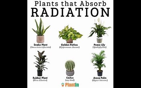 5 Plants That Remove Radiation