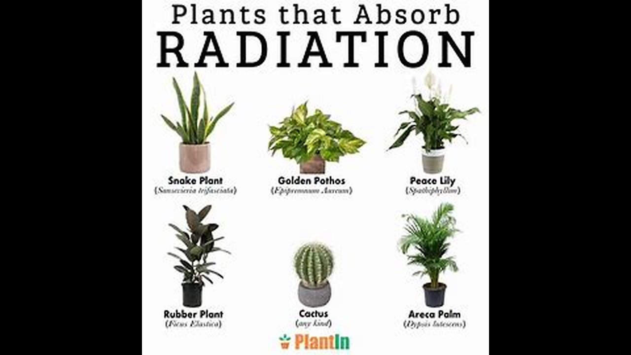 5 Plants That Remove Radiation