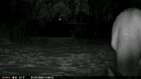 Deer Cam Deer Close 01 31 2026 Game Cam Trail Camera