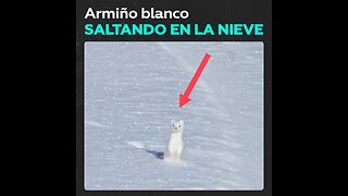 Captan a un armiño ‘camuflado’ en la nieve