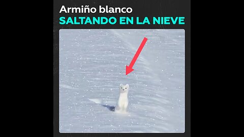 Captan a un armiño ‘camuflado’ en la nieve