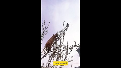 Cat and mice on top of tree #adventure #mouse #kitty