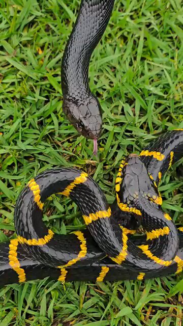 #shorts#trending#viral#reel#hunting #explore#film#popcorn#foryou#followme#popcorn#danger#snake#very