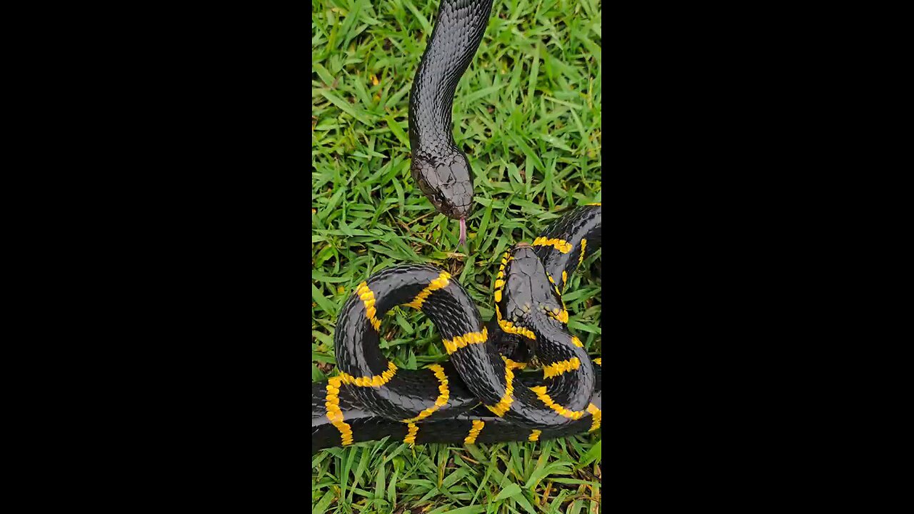 #shorts#trending#viral#reel#hunting #explore#film#popcorn#foryou#followme#popcorn#danger#snake#very