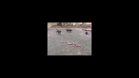 big cats