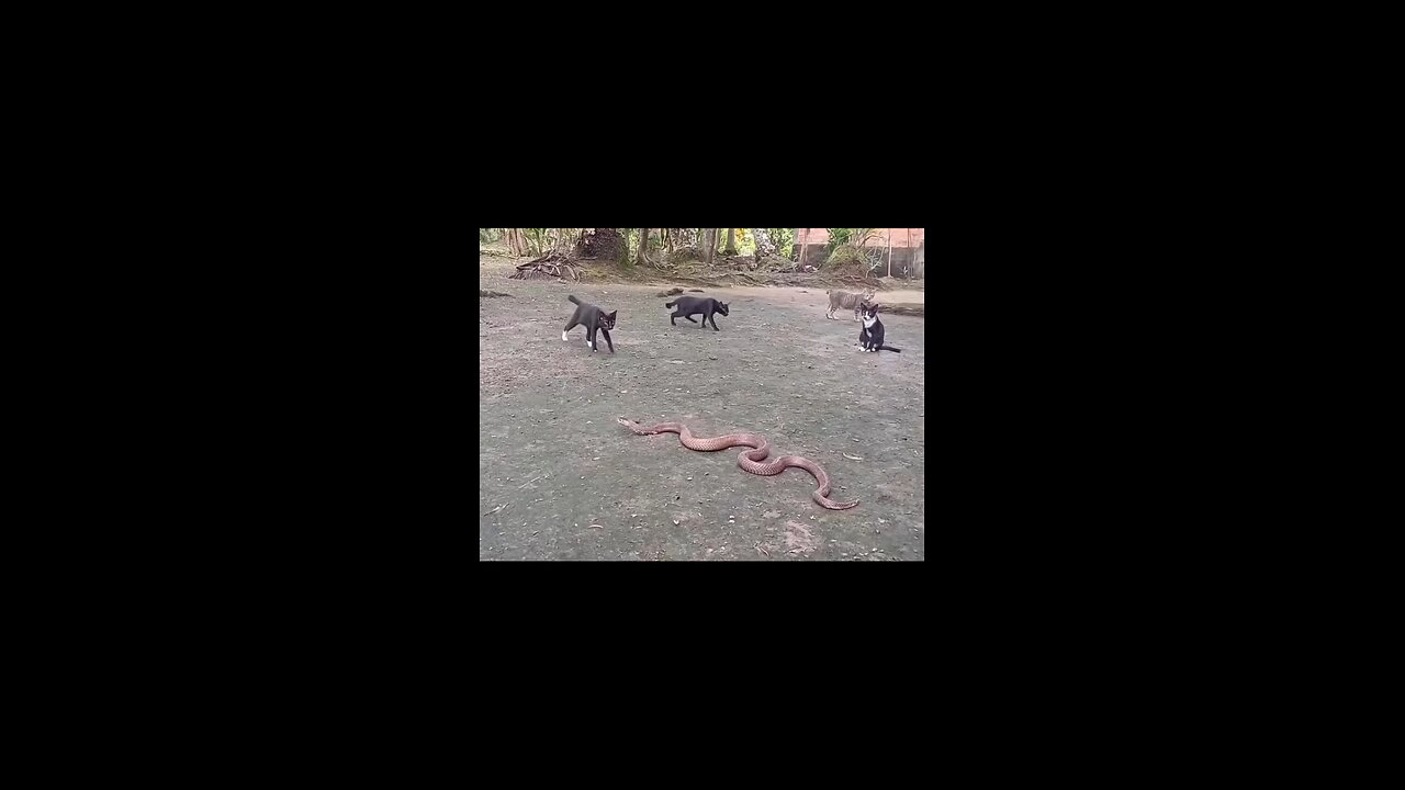 big cats