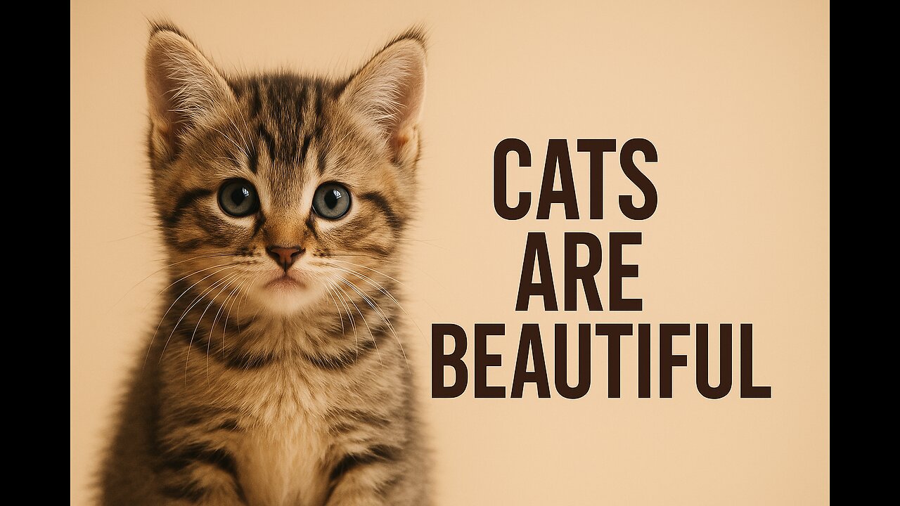 گربه پشمالو