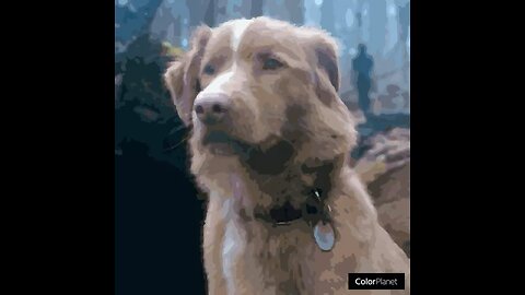Indy the Dog from the movie Good Boy