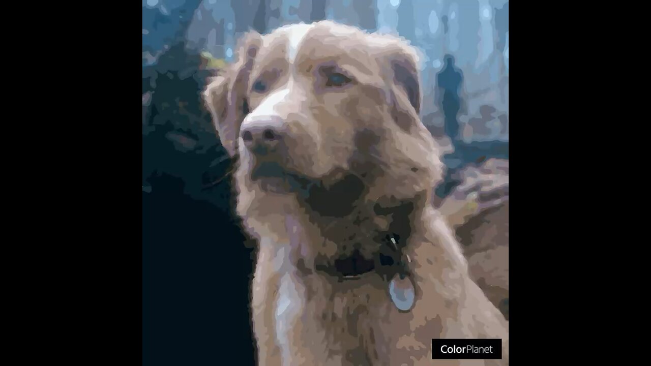 Indy the Dog from the movie Good Boy