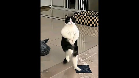 Meowkal Jackson Dance Steps lol