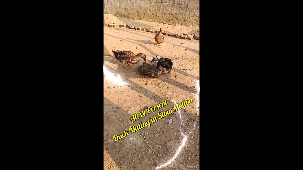 duck Mating in Slow Motion