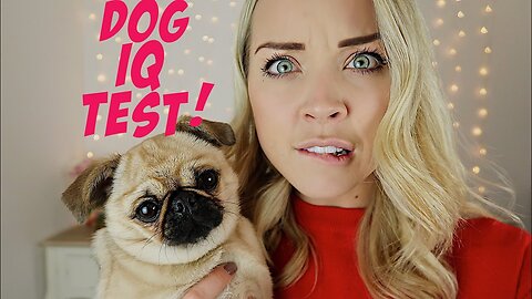 TESTING MY PUG DOGS INTELLIGENCE! 