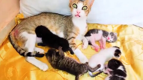 Rescued mother cat thanks for changing the bed of her 5 newborn kittens