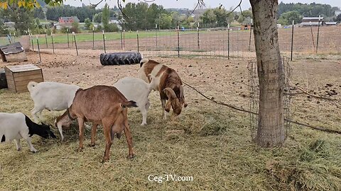 Graham Family Farm NW: 9:00 AM September 29 2025