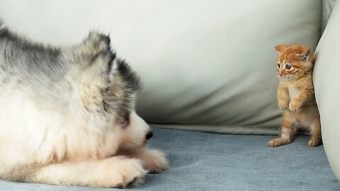 How a Tiny Kitten Goes From Fearing to Loving a Alaskan Malamute Puppy
