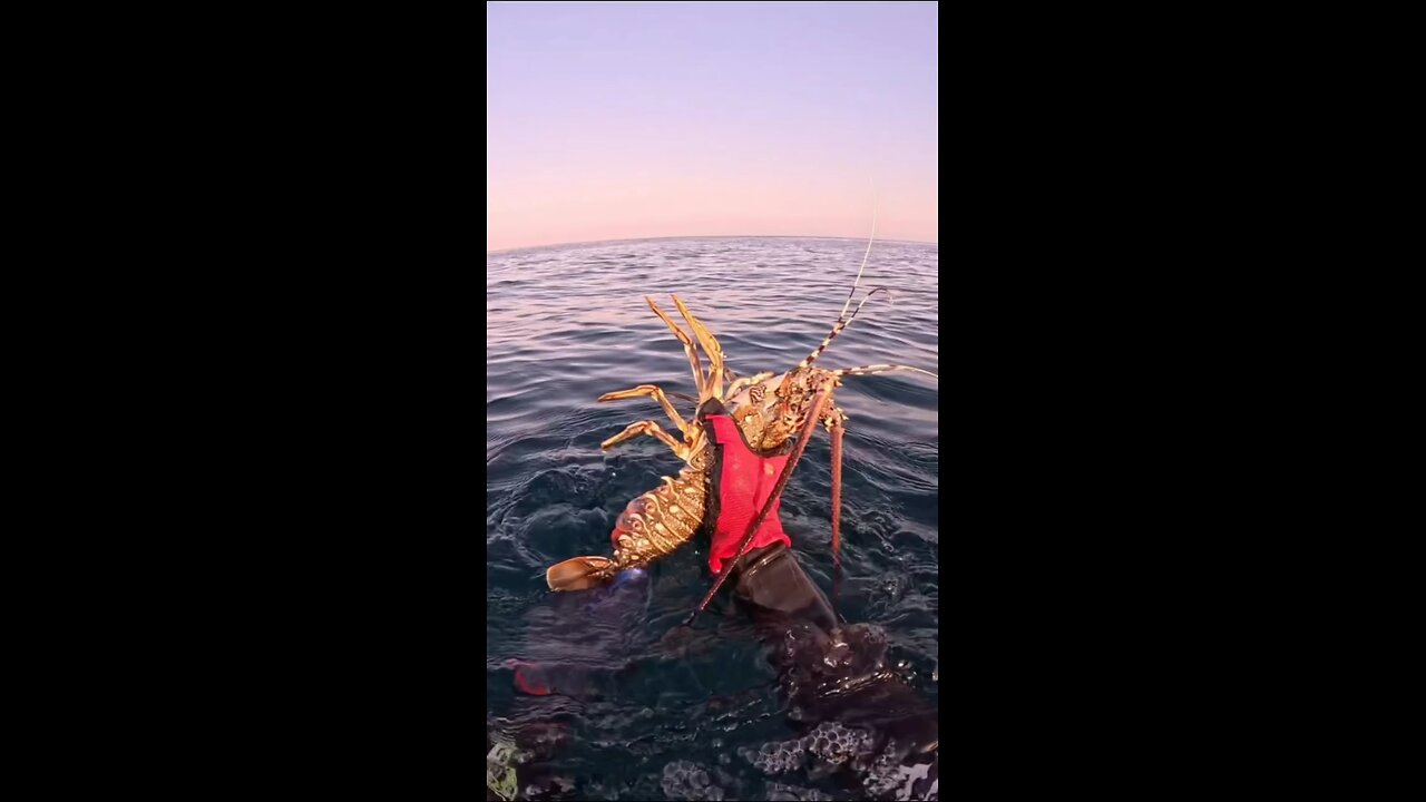 Spearfishing big lobsters 🦞 #divingpassport #diving #fishing #seafood #Philippines #indonesia