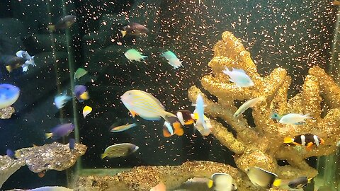 Marine Aquarium