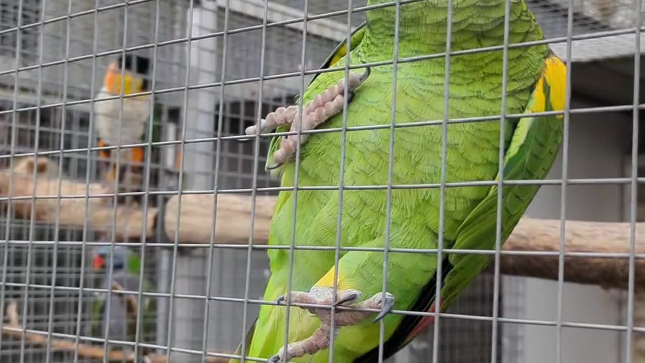 Parrot says hello