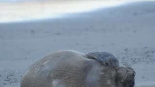 Francisca (la elefanta marina) cumplió un mes - Piriápolis, Uruguay 11/11/2025