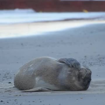 Francisca (la elefanta marina) cumplió un mes - Piriápolis, Uruguay 11/11/2025