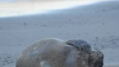 Francisca (la elefanta marina) cumplió un mes - Piriápolis, Uruguay 11/11/2025