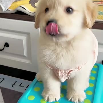 Cutest Animal And Goat Sound #animals #shortsfeed #goatkids #goat