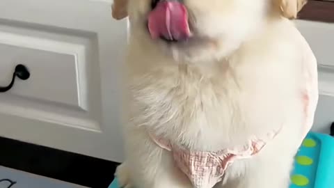 Cutest Animal And Goat Sound #animals #shortsfeed #goatkids #goat