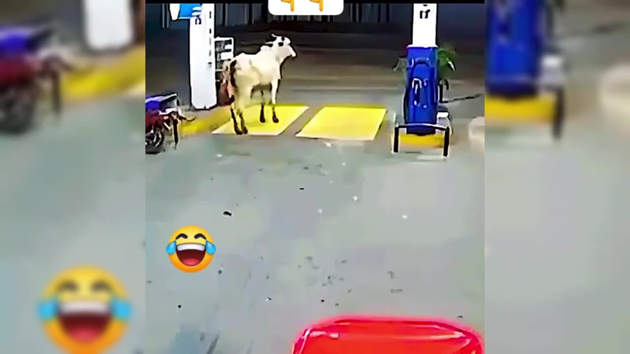 Try not to 😂🤣🤣😂