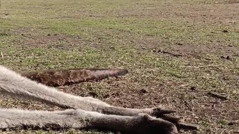 Skippy is happy and having a good time Kangaroo diaries only in Australia 🇦🇺