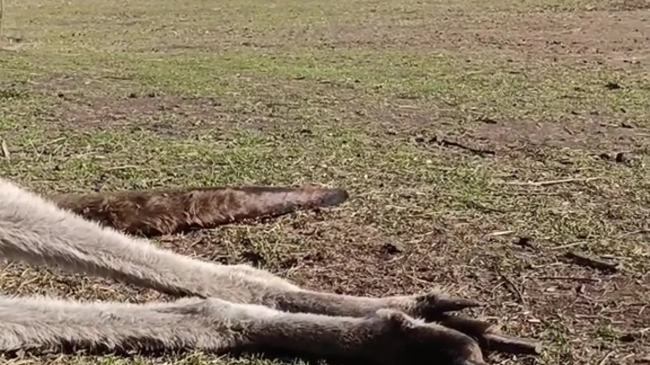 Skippy is happy and having a good time Kangaroo diaries only in Australia 🇦🇺
