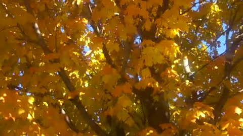 NIYI GETS NEW ROOF,,,FINANLLY,, LOL LOL ENJOY the shea show