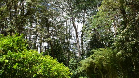 Deaths Of Albesia Trees I