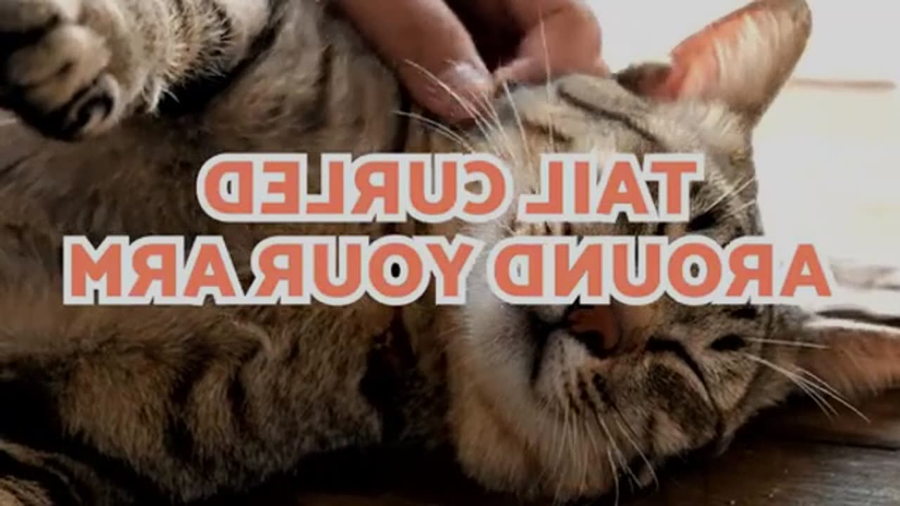 Tail Wagging Explained What It Means When You Pet Your Cat 🙀 🐈