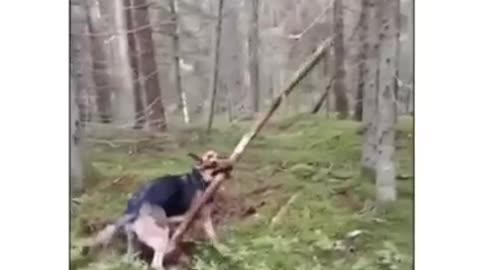 Amazing: Funny Dog Compilation pt94 #shorts #dog #funnypuppy #petvideos #amazing
