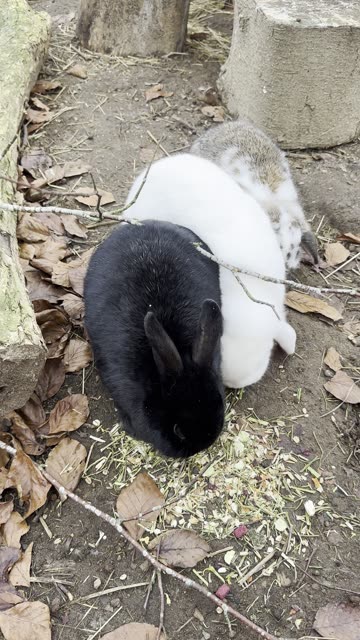 Bunny Snack Buddies (Side-by-Side Munching)