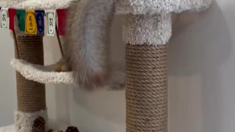 I travel far and wide for a cedar cone