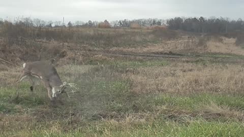 Man Rescues Deer Tangled in Fence