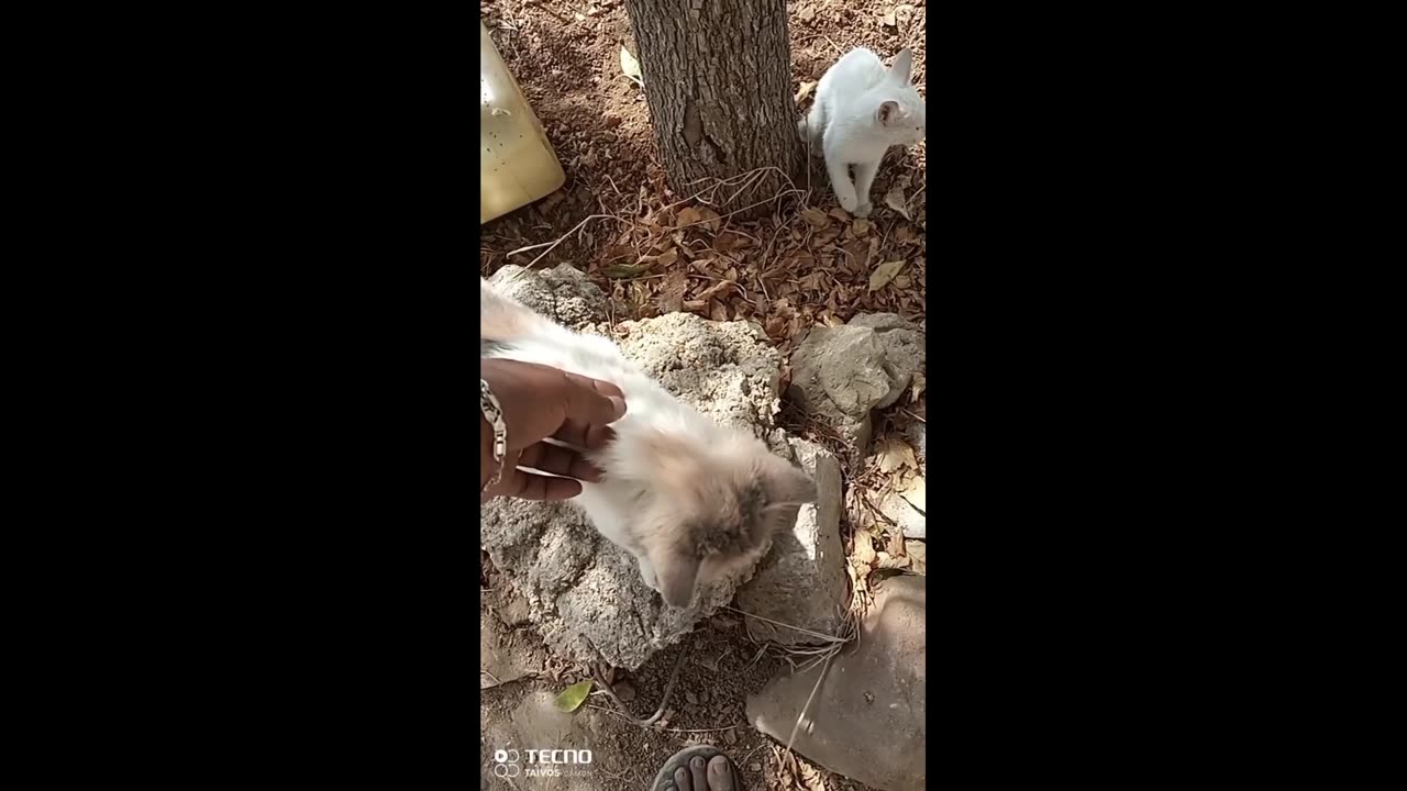 The cat stuffed the chicken into the box and started a fight.
