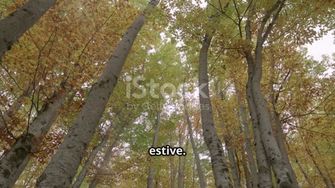 Scopri le Meraviglie del Legno di Faggio 2025-11-16